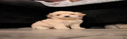 Maltipoo dogs for sale: Berry - Ad 6