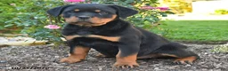 Rottweiler dogs for sale: Trixie - Ad 3