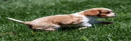 Cavalier King Charles Spaniel dogs for sale: Arlan Cavalier King Charles Spaniel Puppy  - Ad 17