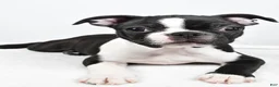 Boston Terrier dogs for sale: Gus - Ad 1