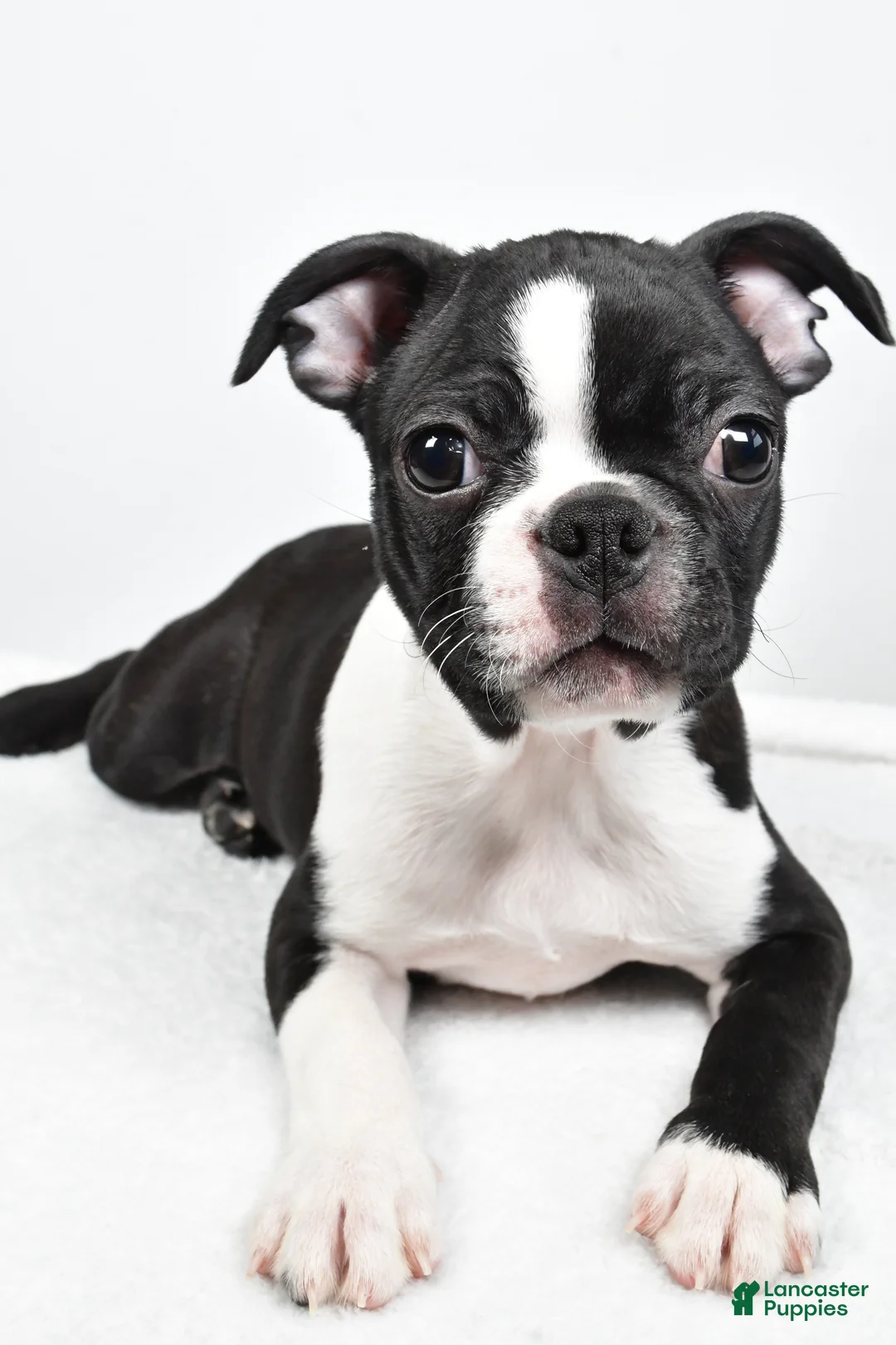 Boston Terrier dogs for sale: Gus - Ad 1