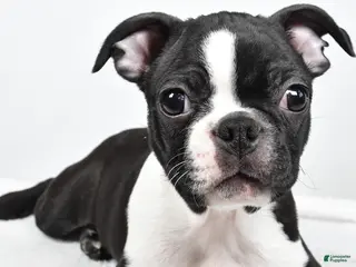 Boston Terrier dogs Gus - Ad 8
