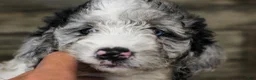 Mixed Breed dogs for sale: Millie - Ad 3