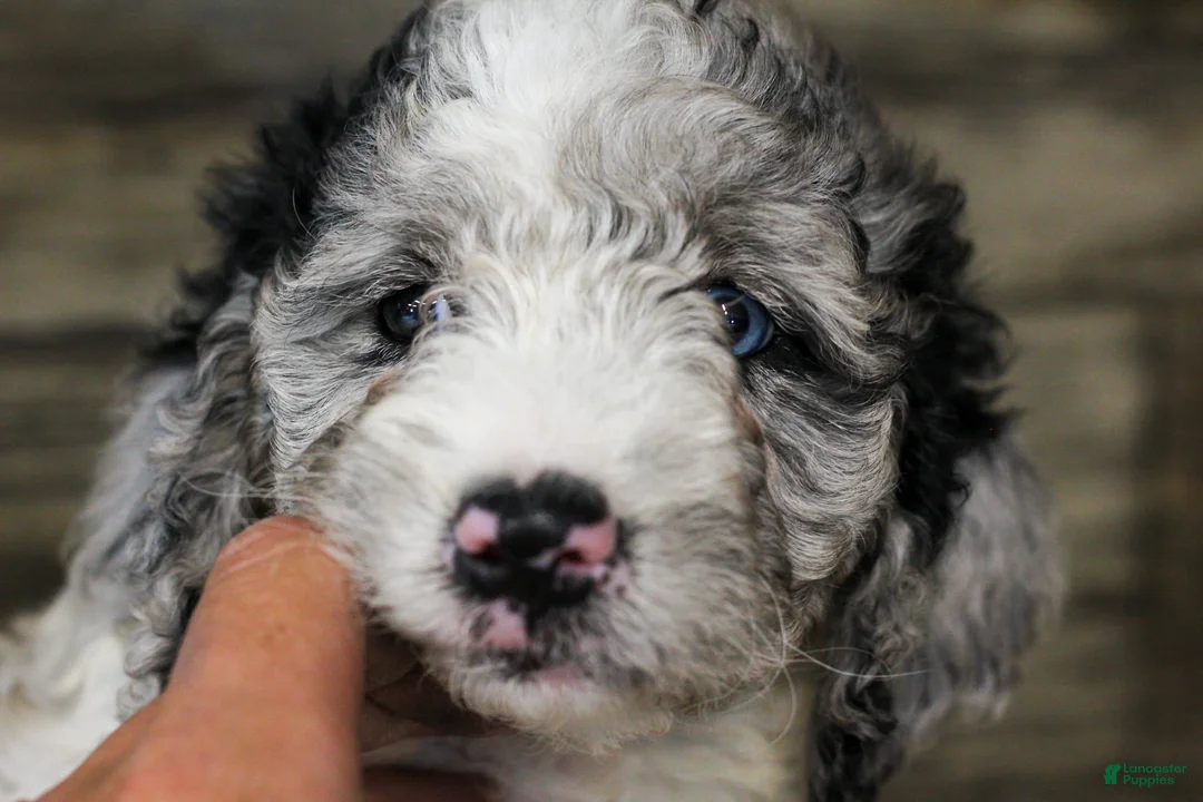 Mixed Breed dogs for sale: Millie - Ad 3