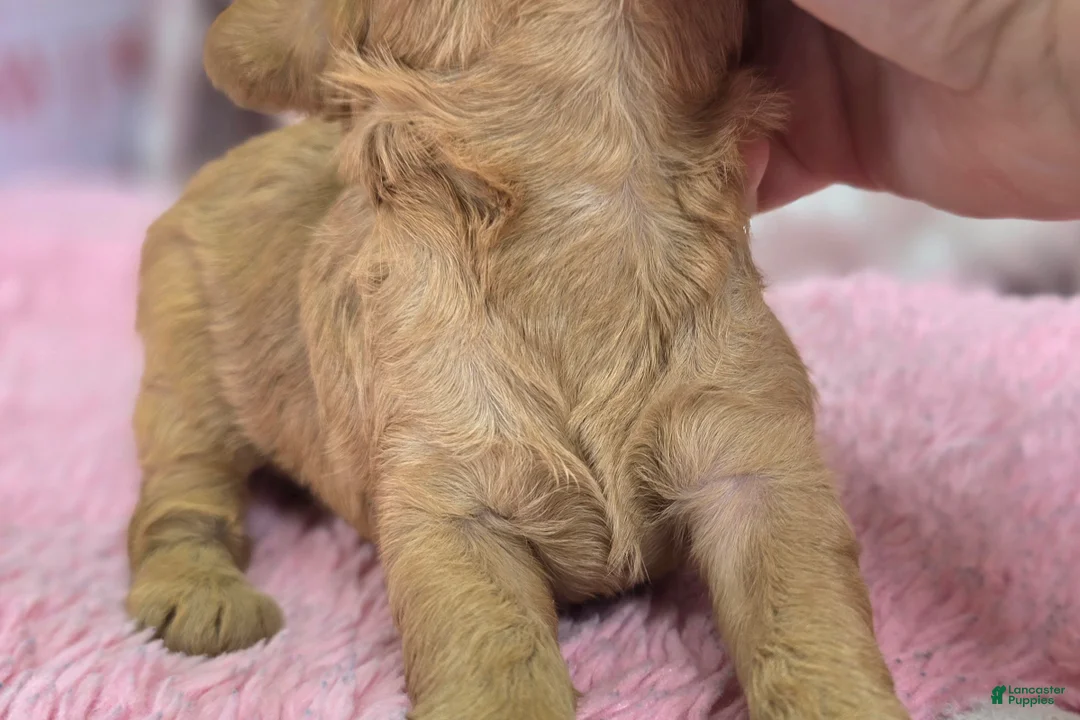 Cavapoo dogs for sale: Turquosie - Ad 6