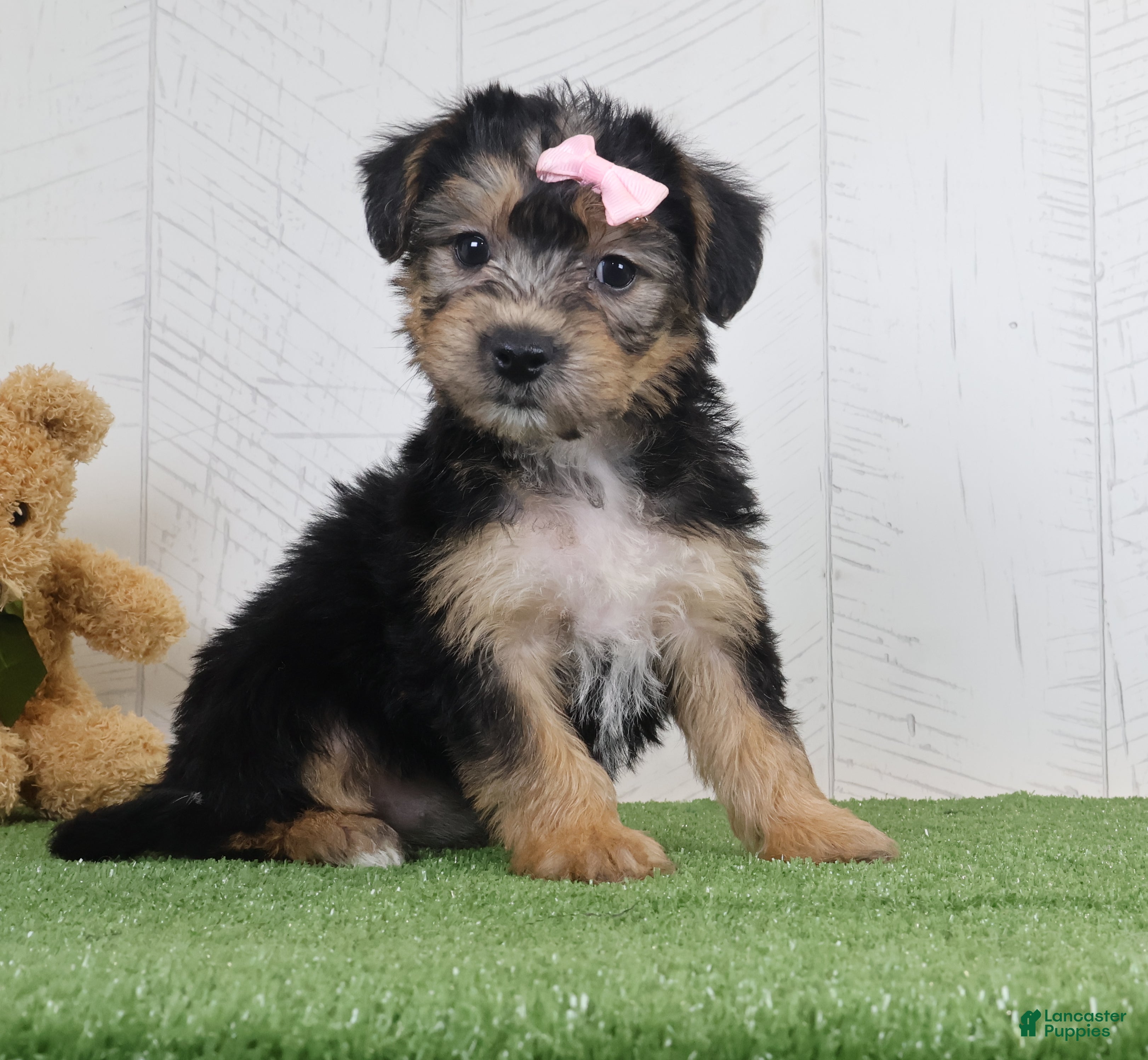 Yochon dogs for sale: Polly - Ad 2