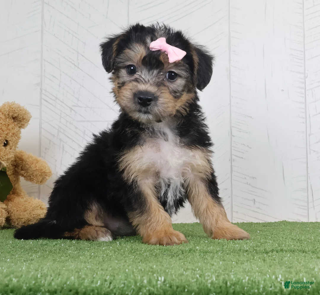 Yochon dogs for sale: Polly - Ad 2