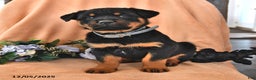 Rottweiler dogs for sale: Pixie - Ad 1