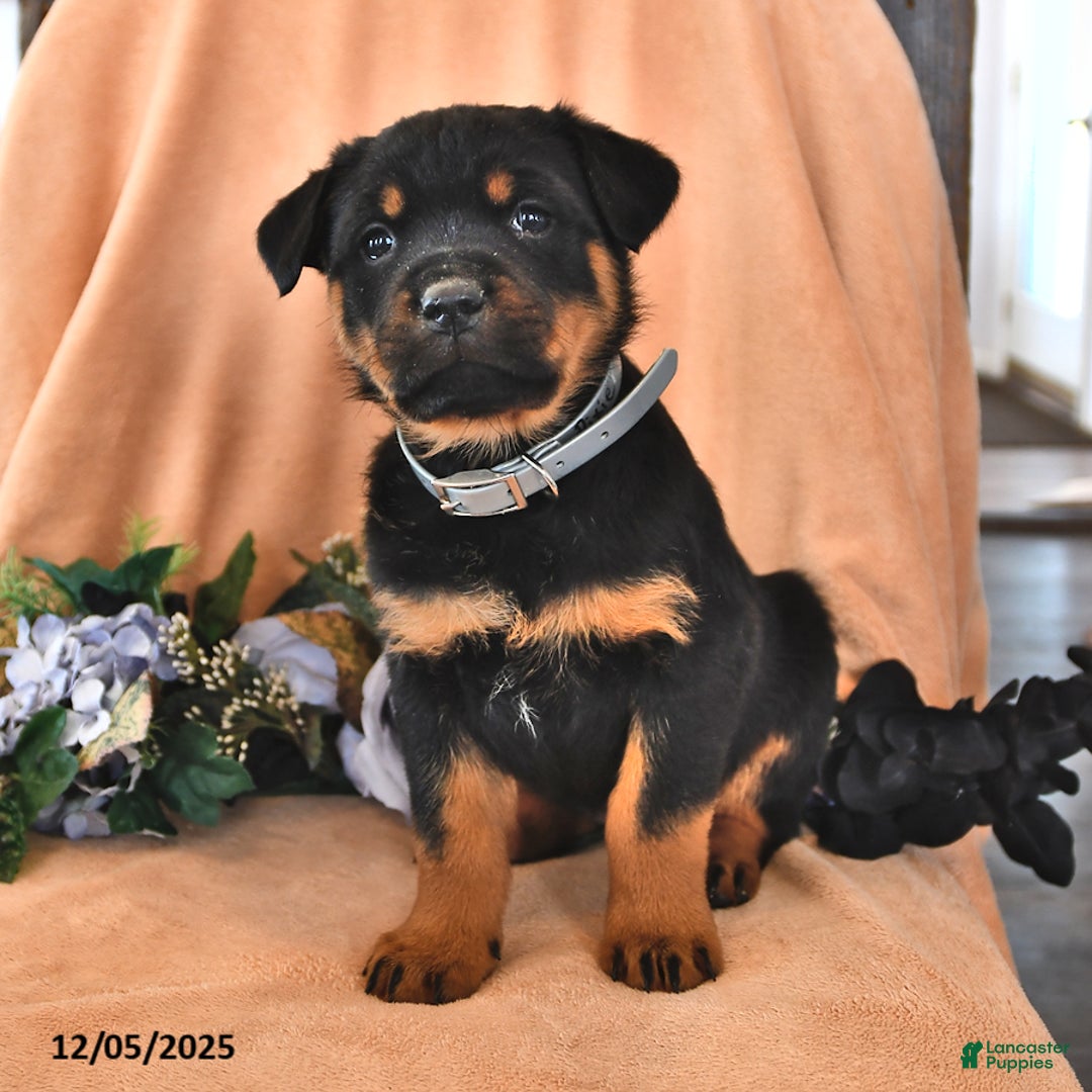 Rottweiler dogs for sale: Pixie - Ad 1