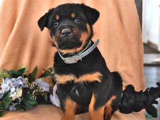 Rottweiler dogs Pixie - Ad 12