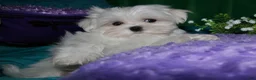 Maltese dogs for sale: Maci - Ad 6