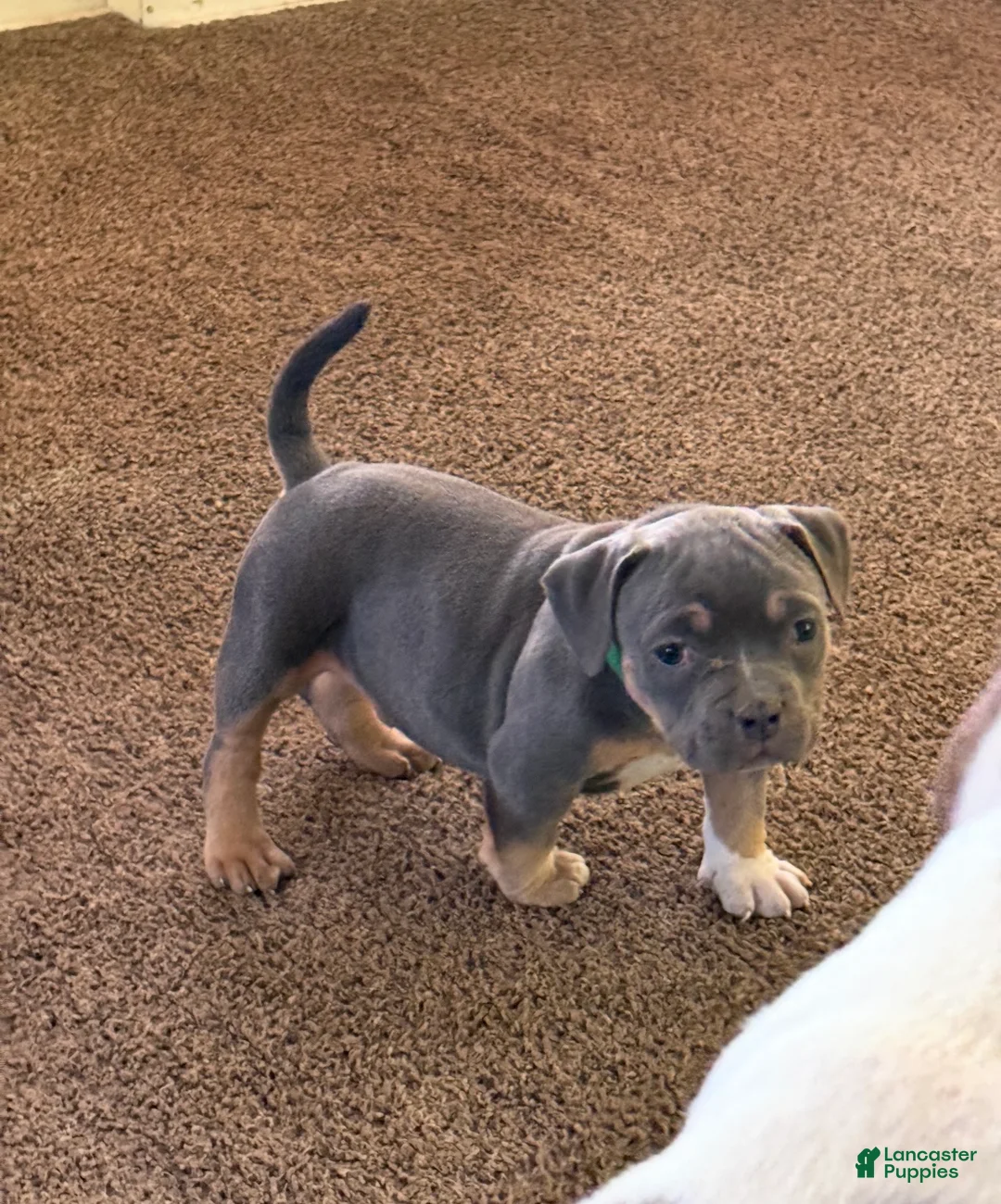 American Bully dogs for sale: Blade - Ad 2