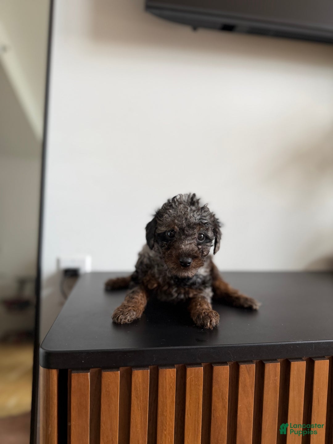 Toy Poodle dogs for sale: Tri teacup - Ad 6