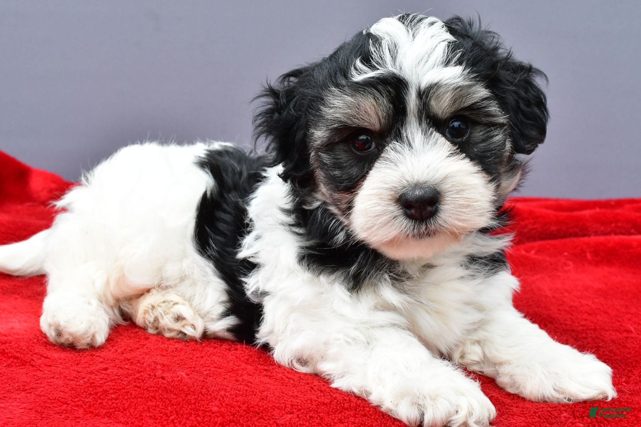 Maltipoo dogs Nugget - Ad 1