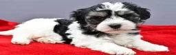 Maltipoo dogs for sale: Nugget - Ad 1