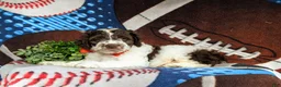 Cockapoo dogs for sale: Rover - Ad 4
