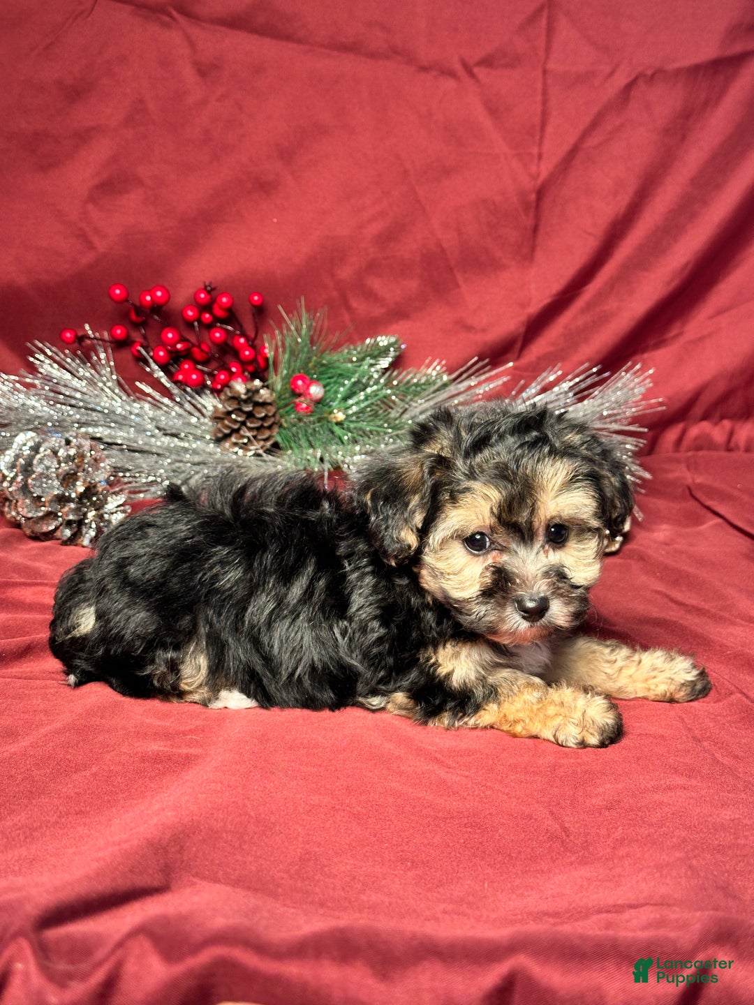 Yochon dogs for sale: Debbie - Ad 5