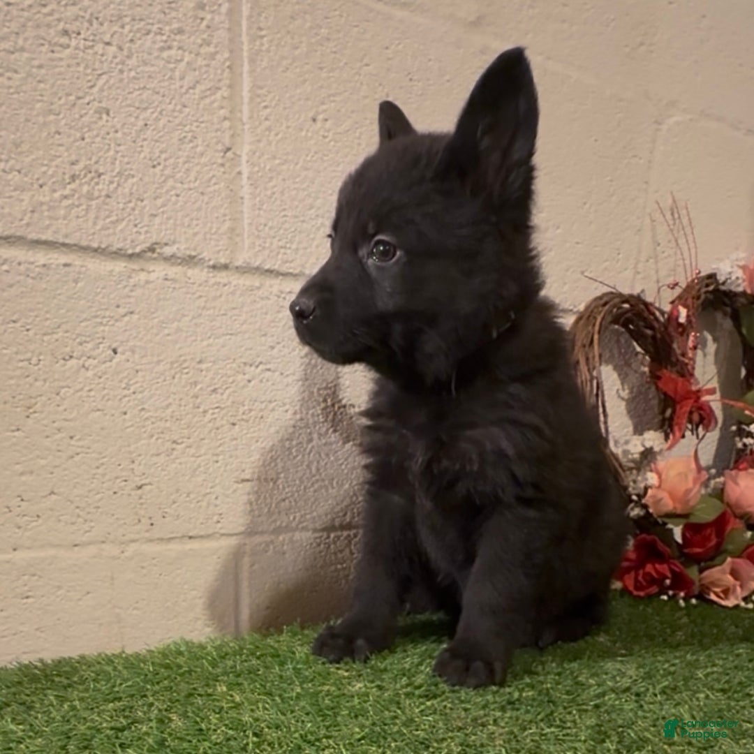 German Shepherd dogs for sale: Sussie B - Ad 4