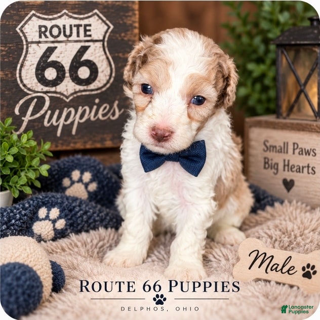 Miniature Poodle dogs Miniature Poodle 3 - Ad 1