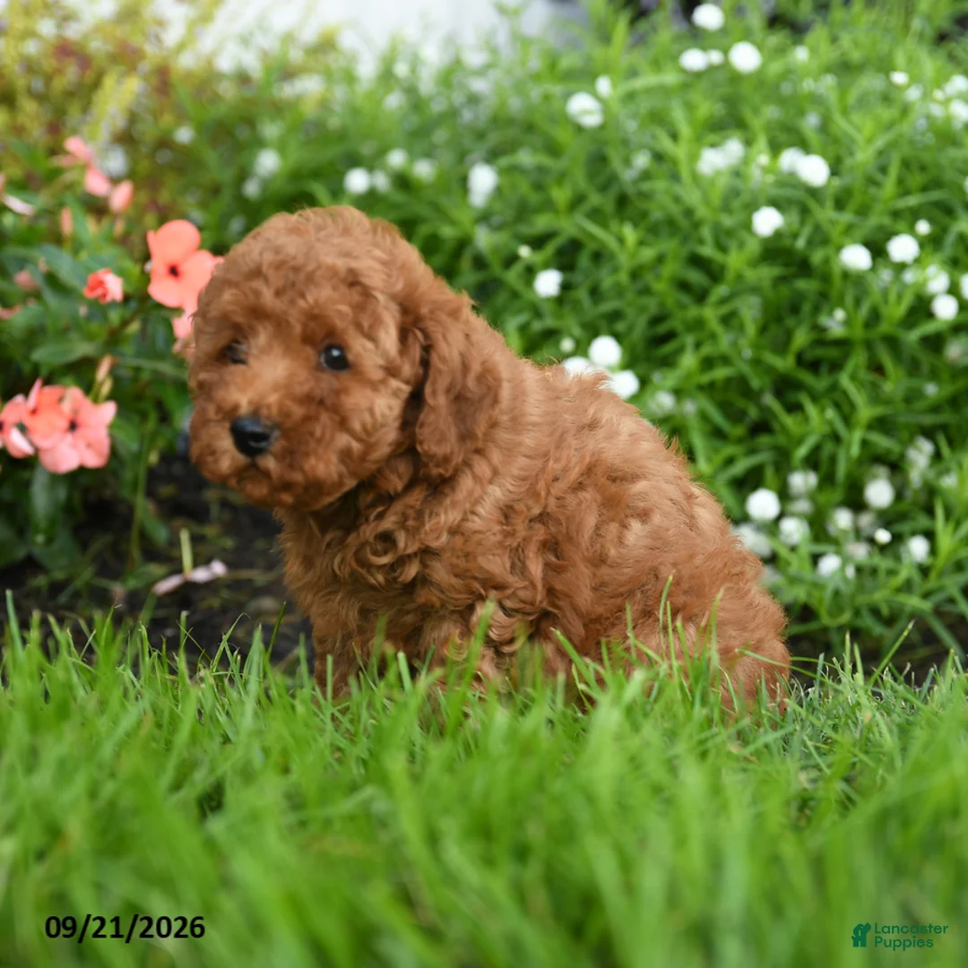 Toy Poodle dogs for sale: Crispy - Ad 2