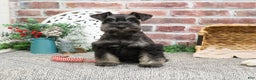 Miniature Schnauzer dogs for sale: Paige - Ad 3