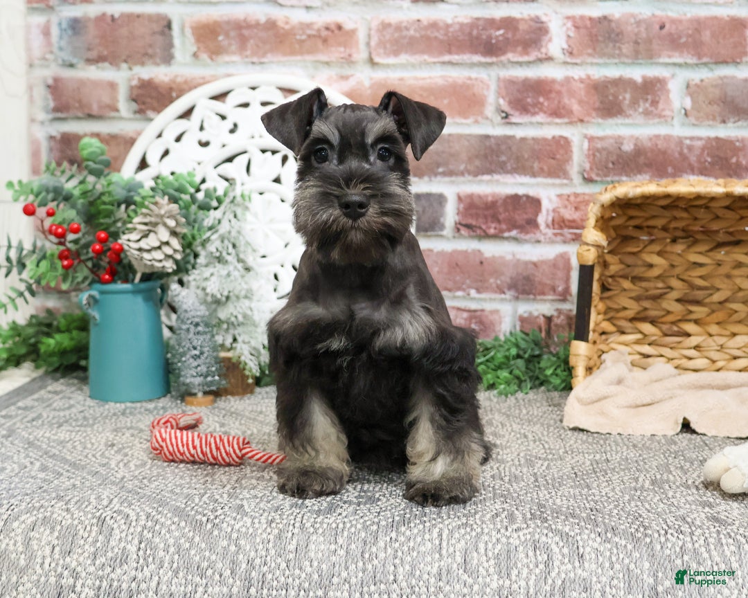 Miniature Schnauzer dogs for sale: Paige - Ad 3