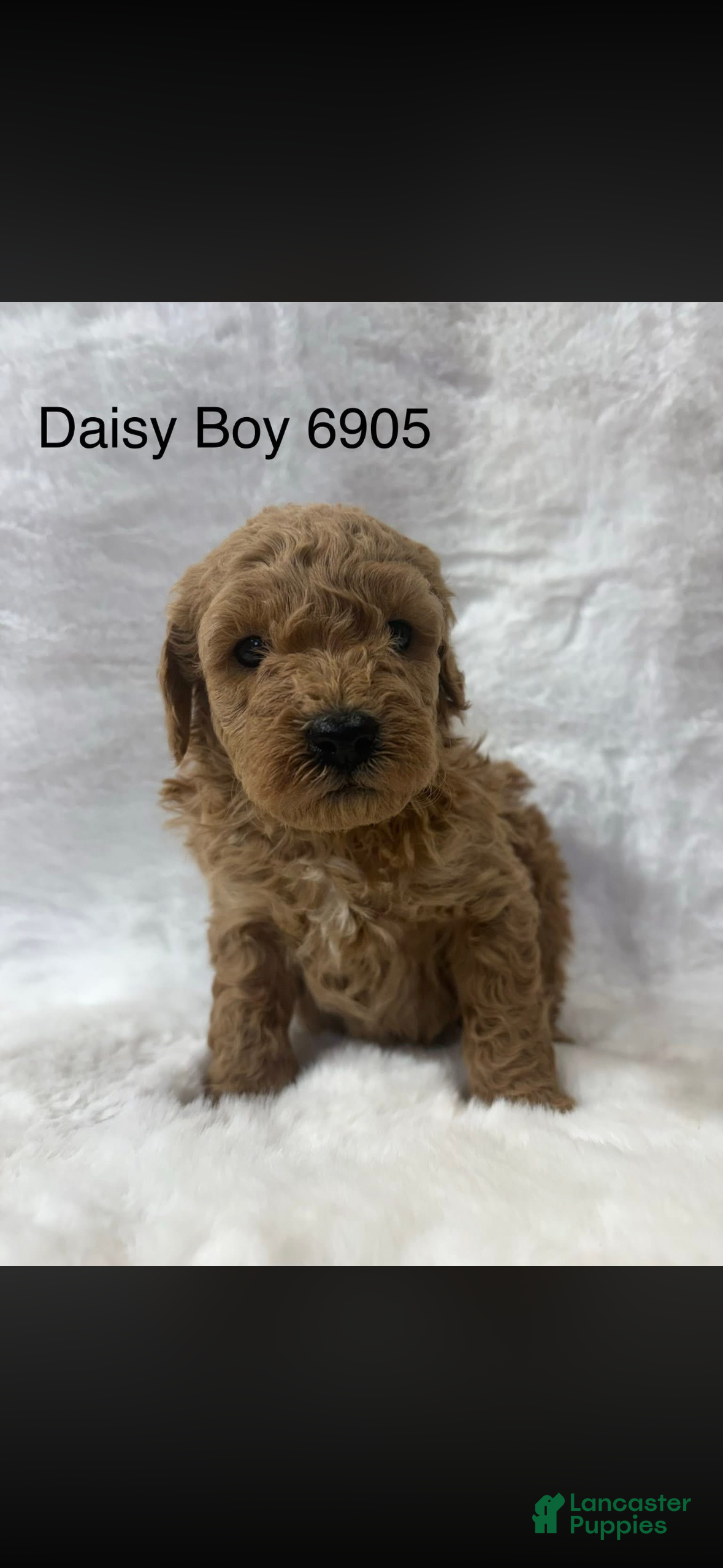 Mini Goldendoodle dogs Mini Goldendoodle Puppy 5 - Ad 6