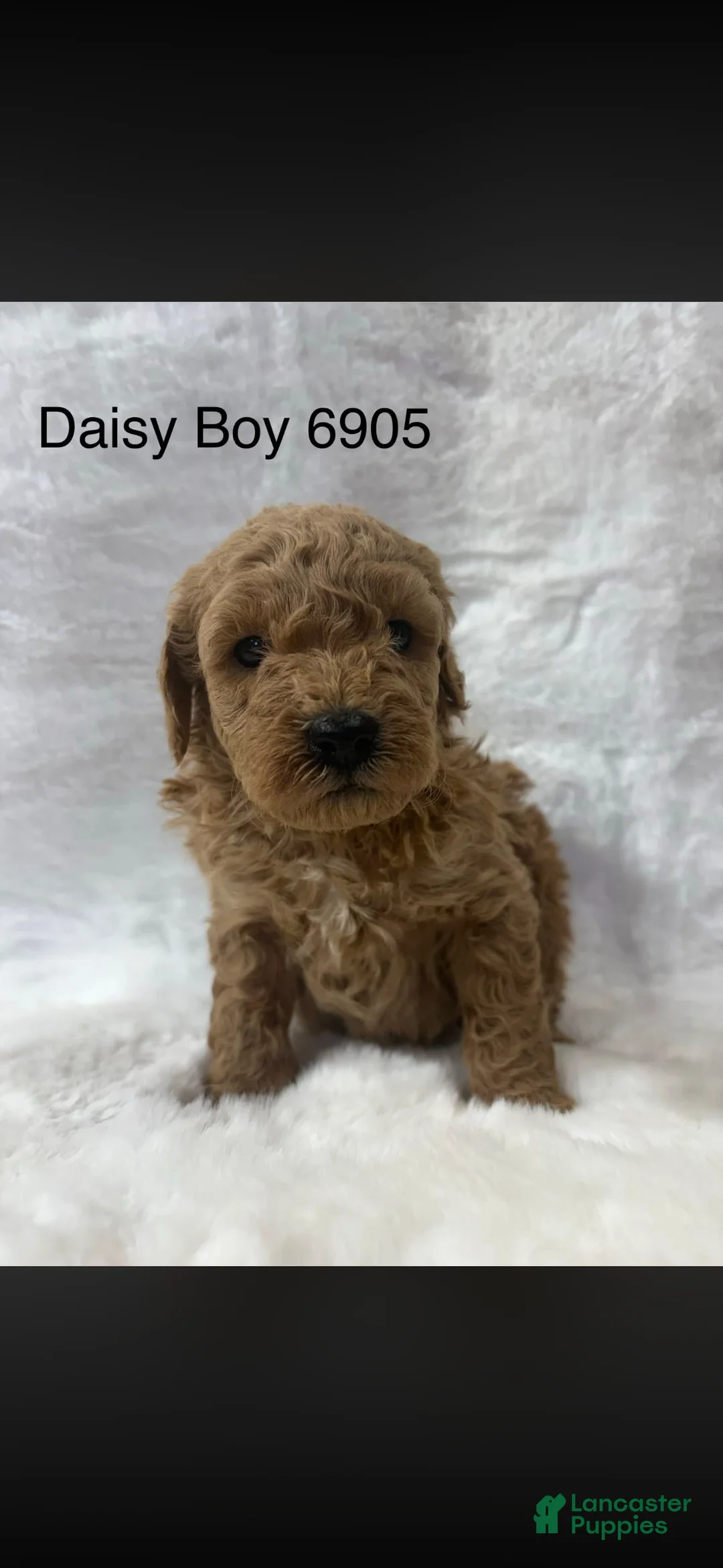 Mini Goldendoodle dogs for sale: Mini Goldendoodle Puppy 5 - Ad 1