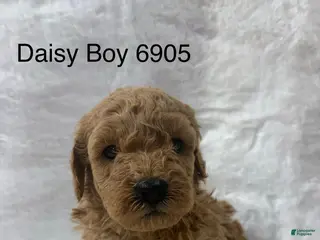 Mini Goldendoodle dogs Mini Goldendoodle Puppy 5 - Ad 6