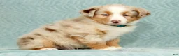 Australian Shepherd dogs for sale: Rio - Ad 3