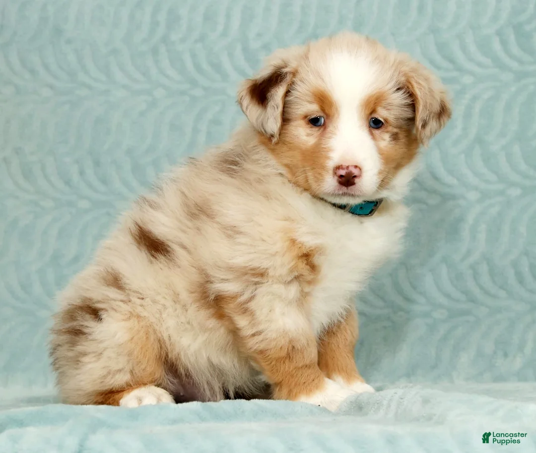 Australian Shepherd dogs for sale: Rio - Ad 3