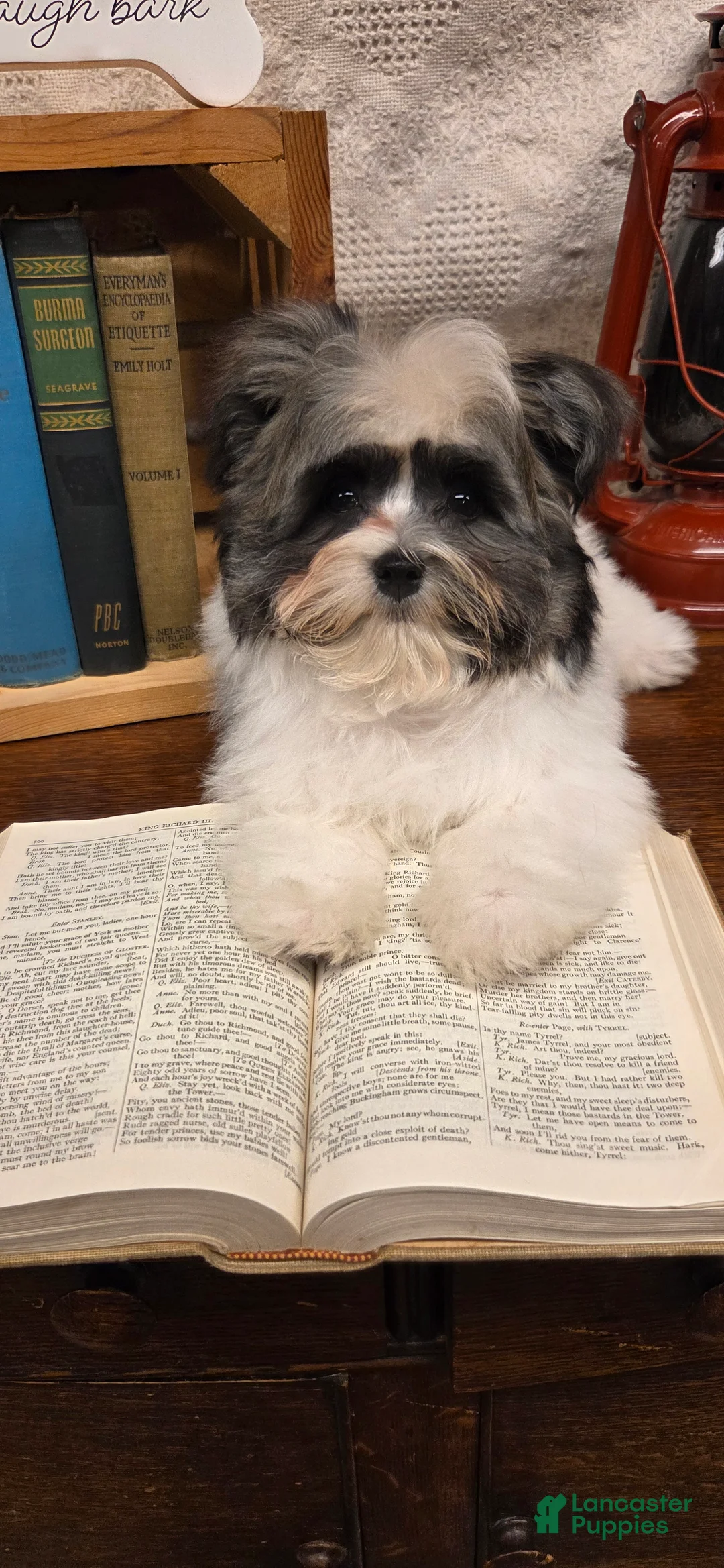 Havanese dogs for sale: Tin Tin - Ad 7