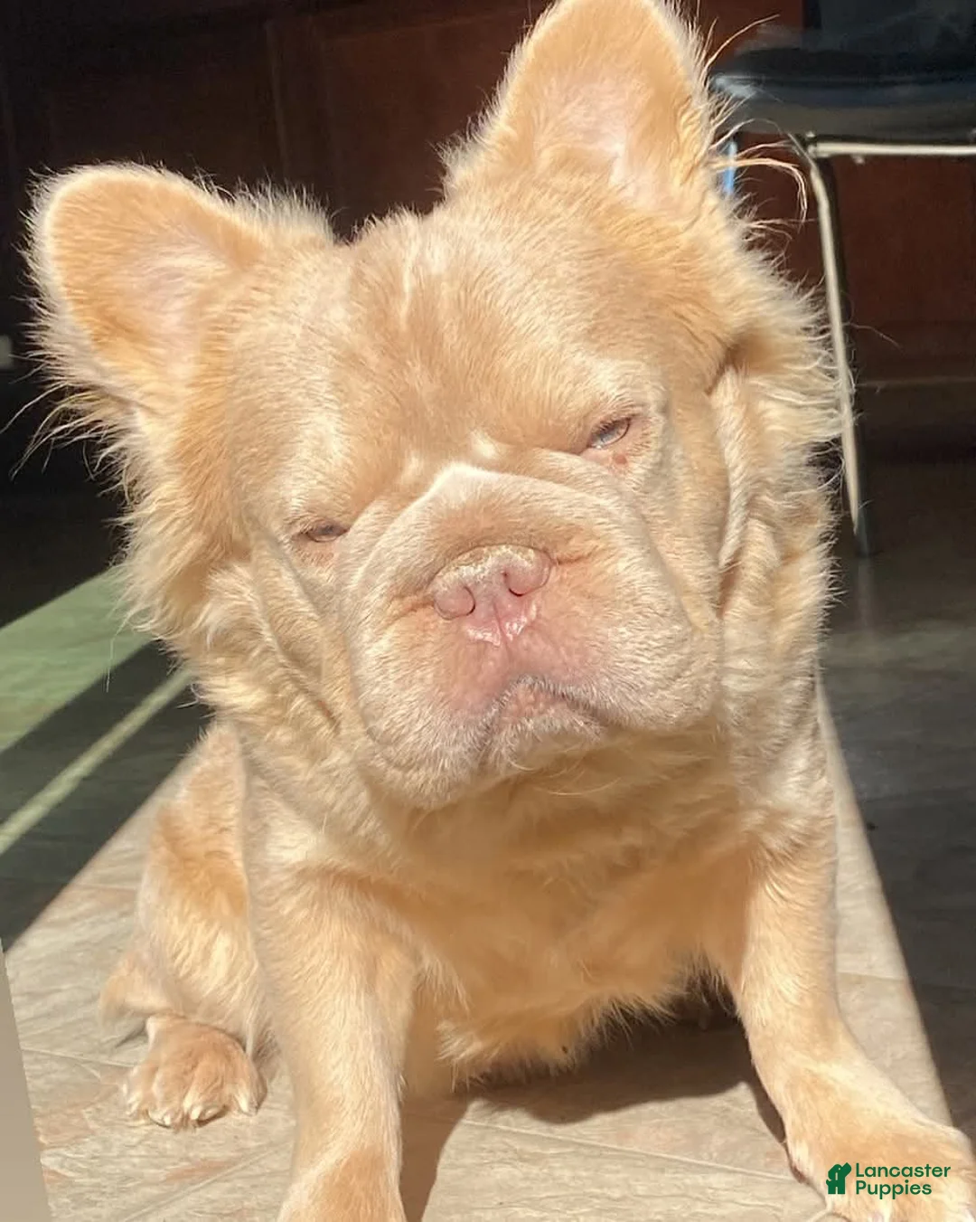 French Bulldog dogs for sale: French Bulldog Puppy 1 - Ad 20