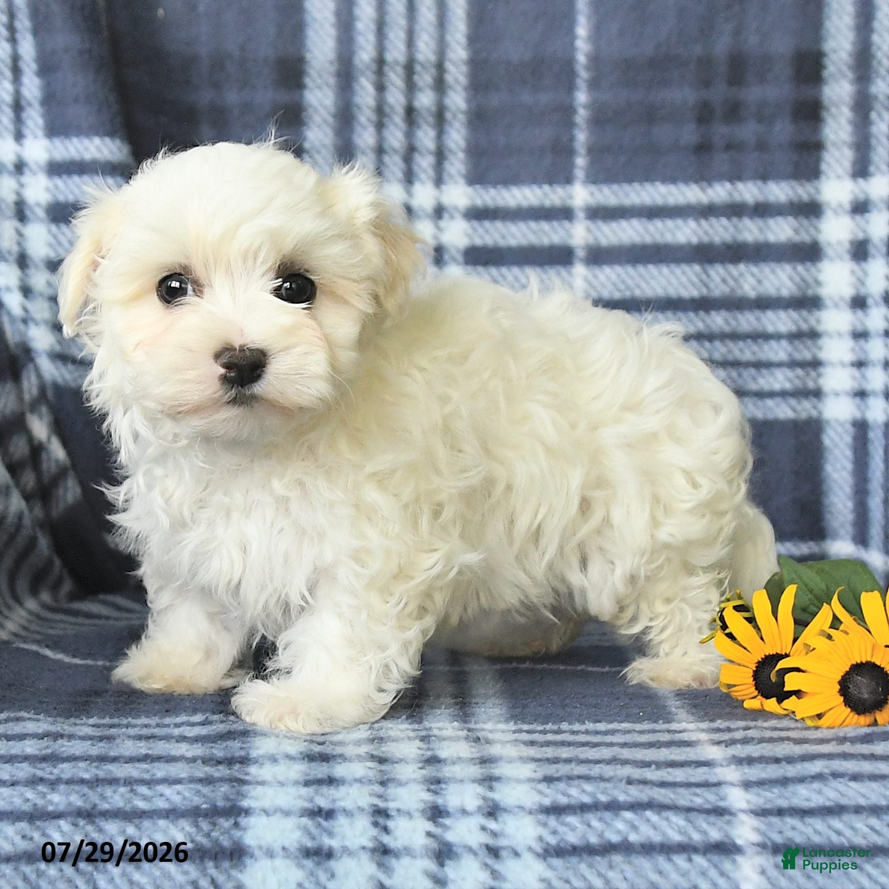 Maltese dogs Dolly - Ad 2