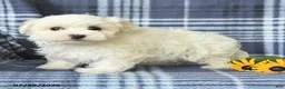 Maltese dogs for sale: Dolly - Ad 2