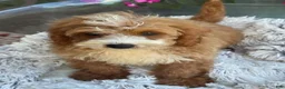 Mini Bernedoodle dogs for sale: Beaver - Ad 9