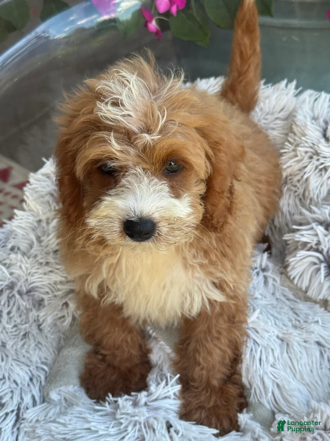 Mini Bernedoodle dogs for sale: Beaver - Ad 1