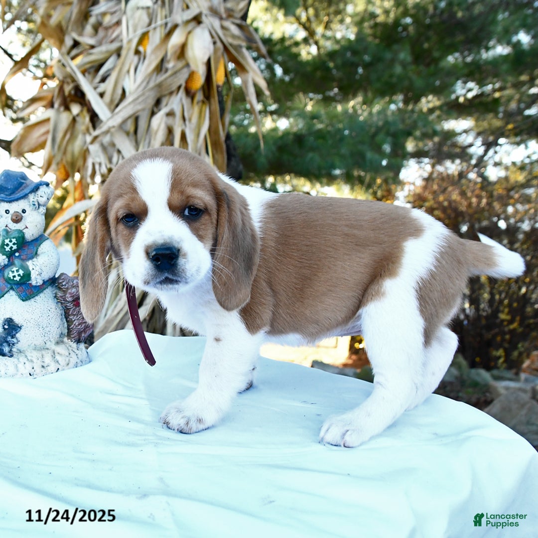Beagle dogs for sale: Jill - Ad 1