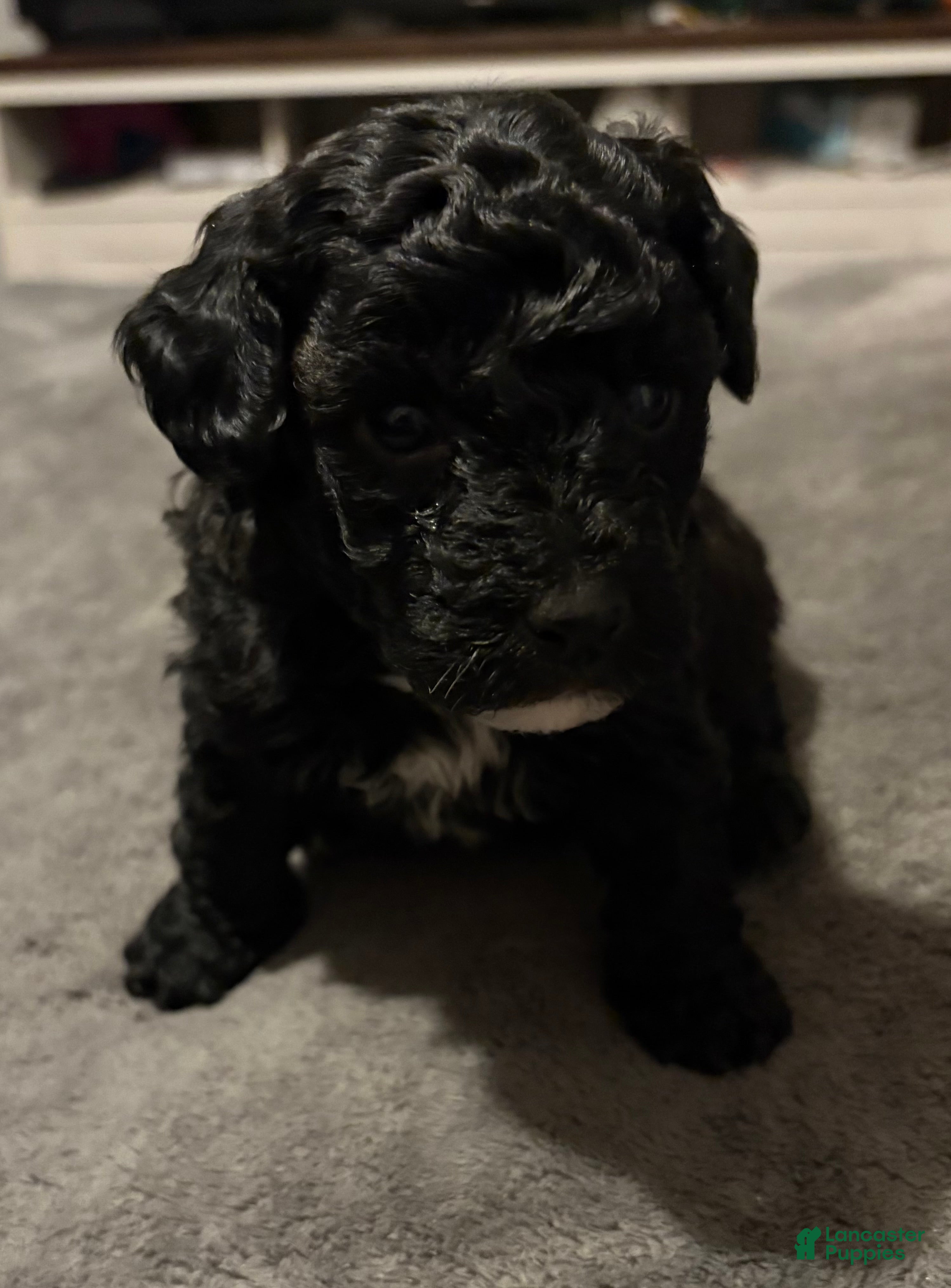 Toy Poodle dogs Midnight - Ad 20