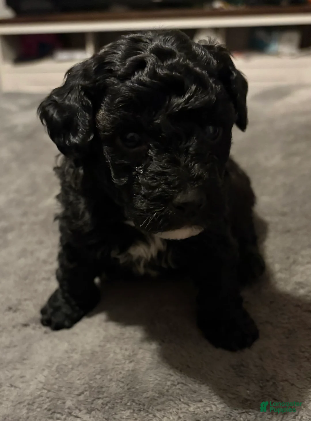 Toy Poodle dogs for sale: Midnight - Ad 1