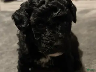 Toy Poodle dogs Midnight - Ad 20