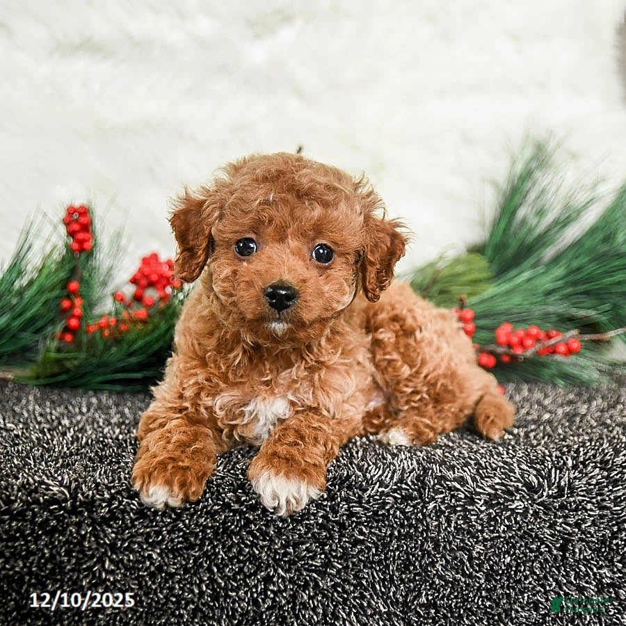 Toy Poodle dogs Jolly - Ad 16