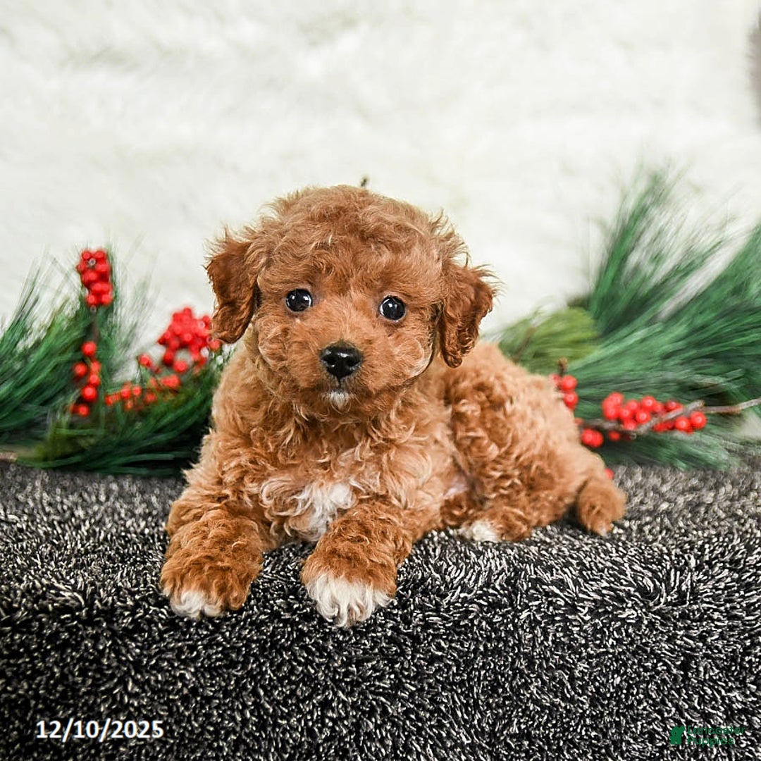 Toy Poodle dogs for sale: Jolly - Ad 1