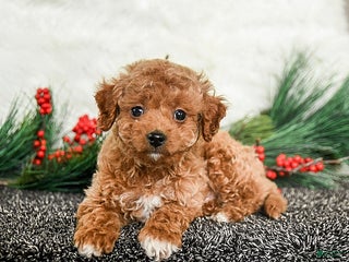 Toy Poodle dogs Jolly - Ad 6