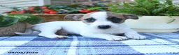Jack Russell Terrier dogs for sale: Tulip - Ad 5