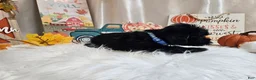 Yorkiepoo dogs for sale: Ace J. - Ad 4