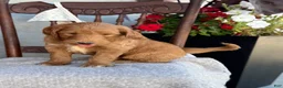 Goldendoodle dogs for sale: Chip - Ad 10