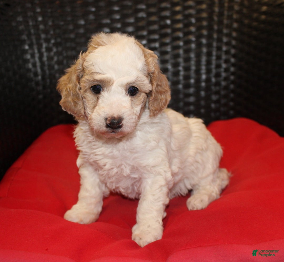 Mini Goldendoodle dogs for sale: Candy Cane - Ad 4