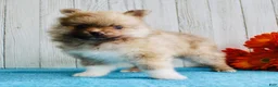 Pomeranian dogs for sale: Apollo - Ad 9