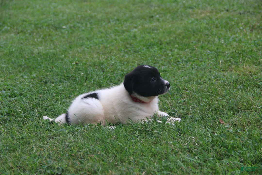 Mixed Breed dogs for sale: Zulu - Ad 1